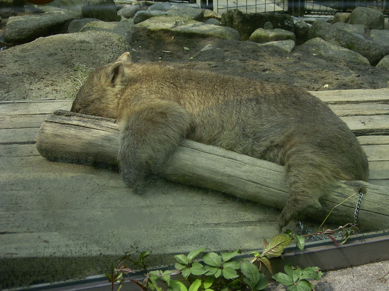 多摩動物公園 色々な動物 10年5月頃 めおとたぬーずの旅日記