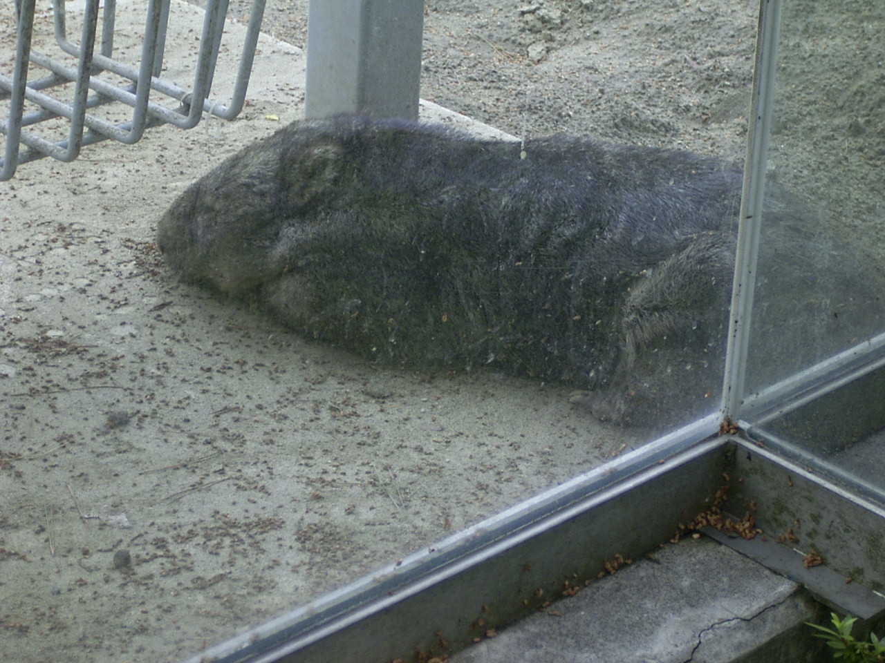 多摩動物公園 色々な動物 10年5月頃 めおとたぬーずの旅日記