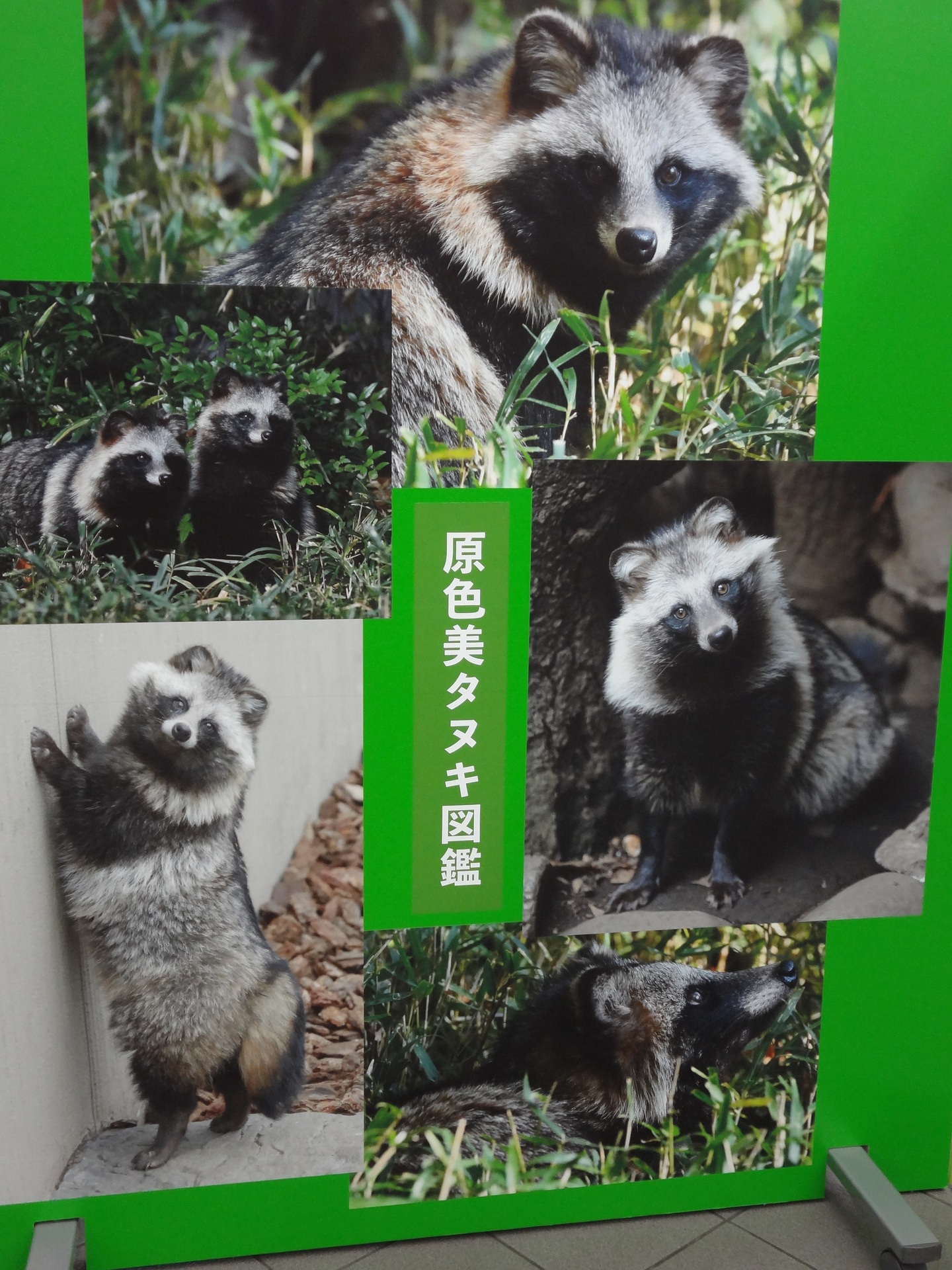 多摩動物公園 企画展タヌキ たぬき その１ 18年1月頃 めおとたぬーずの旅日記