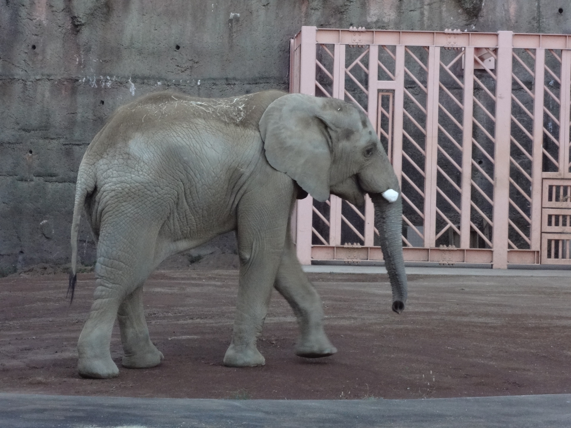 多摩動物公園 ゾウ フラミンゴ サル クマ 18年11月頃 めおとたぬーずの旅日記